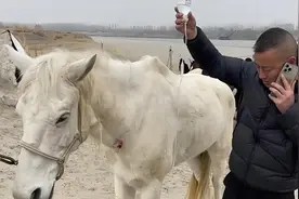 泪别“白龙”丨对话现场救治者 还原抢救白马的最后4小时图片