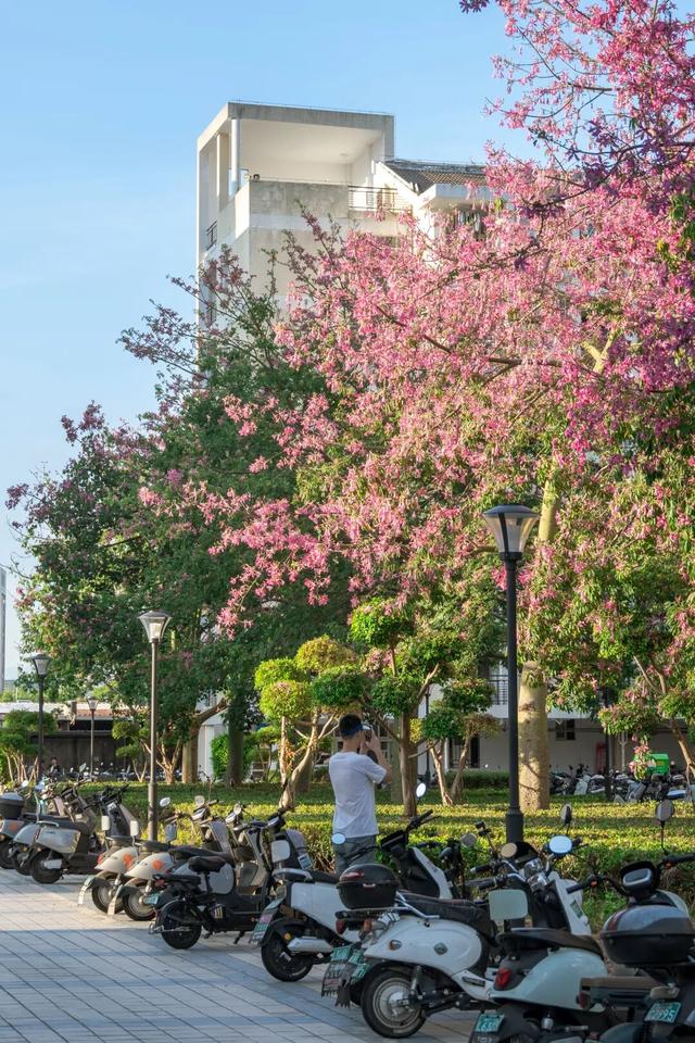 闽侯异木棉全盛登场！是谁的大学这么浪漫呀？