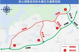 黄花风铃木花期将至，松山湖以下路段将实施临时交通管控图片