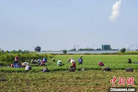 山西上党特色种植助增收 香菜市场“吃香”农村产业振兴图片