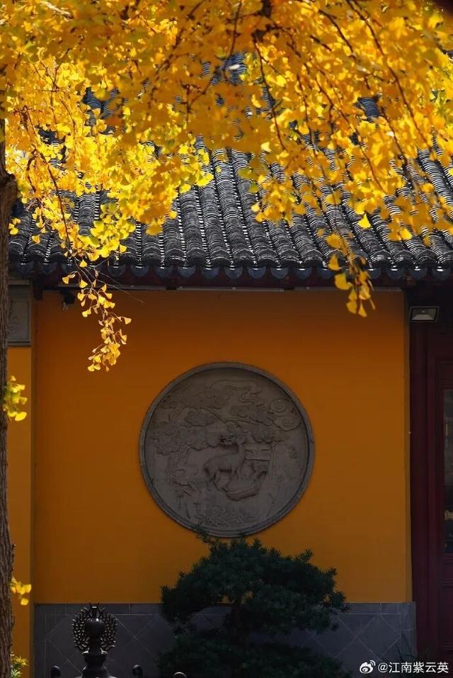 秦淮的银杏，悄悄黄了