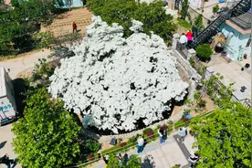 一起来看“四月雪”，青岛300岁流苏古树迎来盛花期图片