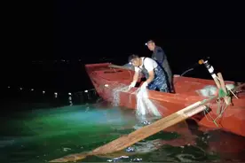 密云水库迎来开渔时刻，头茬鱼个个肥美大条图片