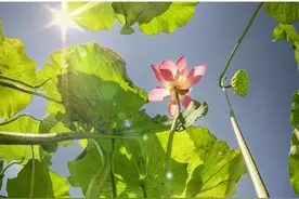 下周广东绝大多数地区蚊子活跃｜早安广东图片