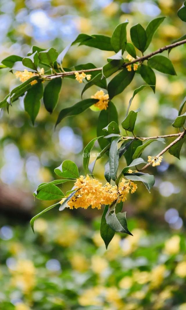 秋日限定“双骄”：从赏到玩转的完整攻略！