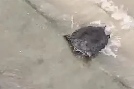 长江边甲鱼集体冒头！专家紧急提醒图片