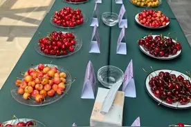 “2024邹城市十佳大樱桃”新鲜出炉图片