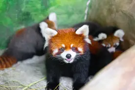 罕见！小熊猫三胞胎在厦成功繁育图片