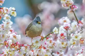 迎接春天！鸟语花香有画面了图片