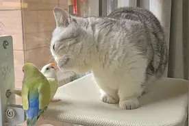 年轻人爱上“撸鸟” “鸟员工”热情营业图片