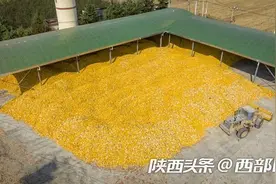 记者探访秋收第一线 陕西已累计收获秋粮2372.36万亩图片