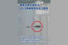 武汉青山水域又现2头江豚，快来看看这“微笑天使”图片