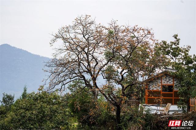 秋游时刻丨这颗甜柿，为什么让整个村子变成了诗？