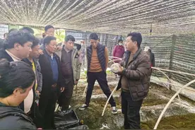 西藏墨脱县小小羊肚菌成为增收“致富菌”图片