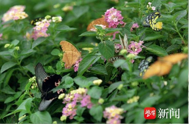 苏州吴中郭巷街道：从书香满巷到花影艺韵，品味一站式文旅盛宴