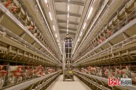 小鸡蛋里有“大智慧”图片