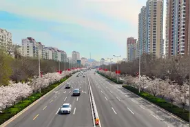 “樱花大道”早樱竞相绽放图片