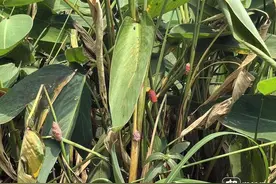 这种红色的卵最近频繁出现，有人清除后出现发热、腹泻！医生紧急提醒！图片