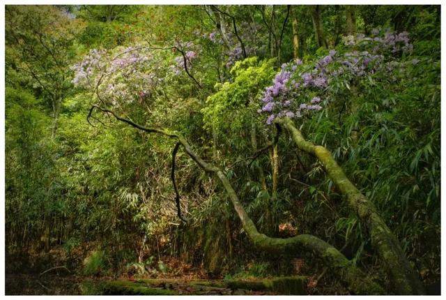 别辜负春天！4月宁德1景区进入颜值巅峰！快来赏花~