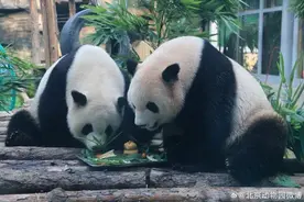 违规3次禁播，北京动物园出手了！图片