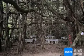 植树节丨盘点海南的古树名木，带你认识这些“老伙计”→图片