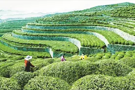 全面推进强县工程和乡村振兴图片