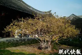 暗香浮动，扬州“最古老”的蜡梅开花了图片