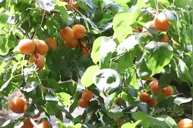 泰安肥城市湖屯镇：千里杏飘香 丰收采摘忙图片