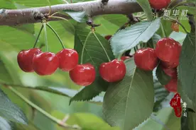 千城百县看中国｜河北昌黎：深山樱桃红满枝图片