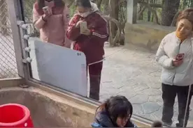 女饲养员与200斤棕熊“打架”引网友担心，当事人：我和它天下第一好图片