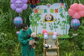 重庆动物园“莽仔”的新生熊猫宝宝满100天了！今天与市民见面图片