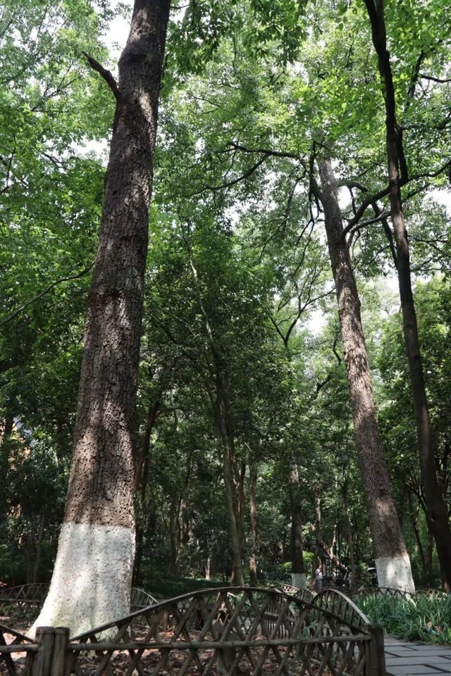 灵隐寺免门票后，我建议你去看看这些地方
