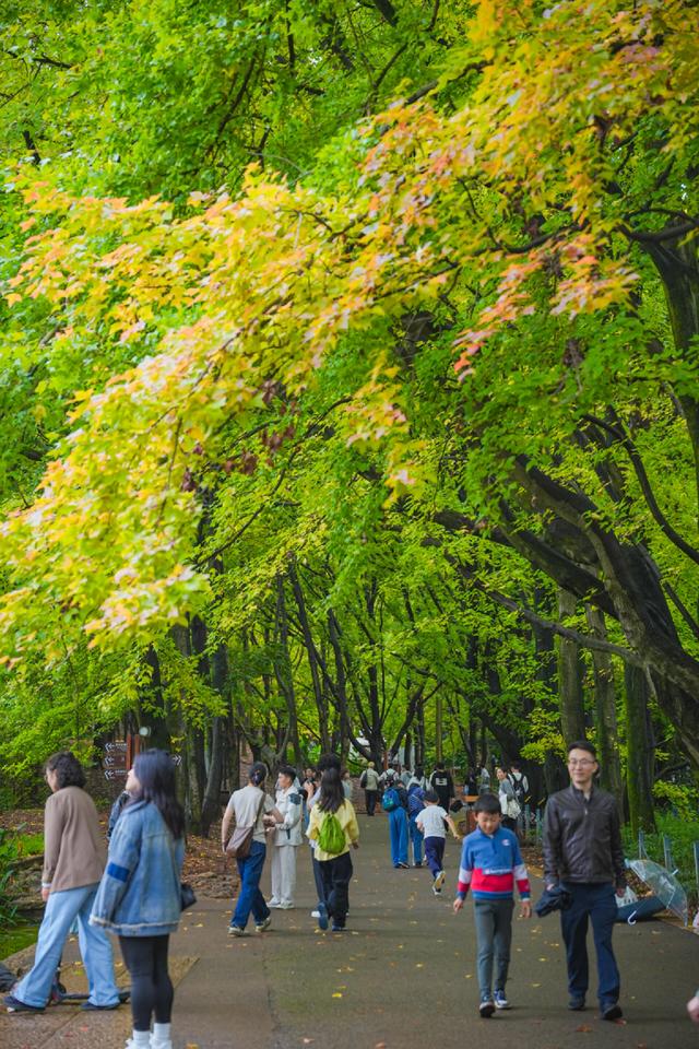 盘龙茨坝：免费巴士串联三大园区 打造黑龙潭秋日文旅新体验