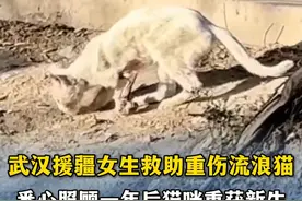 女生救助重伤流浪猫，一年后猫咪重获新生，网友：被爱会疯狂长出血肉图片
