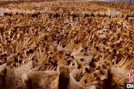 （乡村行·看振兴）江西赣县“小菌菇”激活乡村振兴大“蘑”力图片