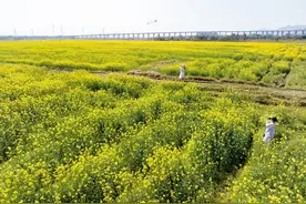 壮观！春日踏青，打卡清远1700亩油菜花海，观赏期至3月图片