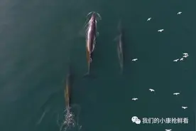 广西这片海，总有“鲸”喜！图片