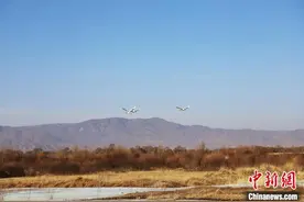 丹顶鹤现身内蒙古凉城岱海 实现“人鸟共生”图片