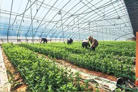 改良盐碱荒滩 唤醒沉睡土地——甘肃省探索盐碱地治理四大技术模式图片
