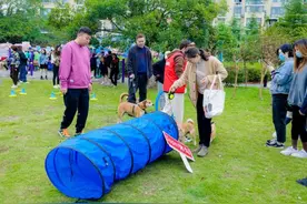 受伤流浪小猫重获新生，闵行这里“人宠和谐相处”正在形成……图片