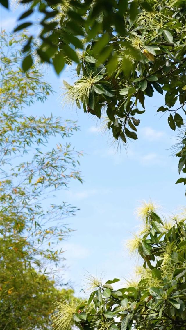 藏不住了！福州漫山栲花绽放，满目金黄超治愈