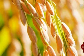 千城百县看中国｜山东日照：水稻喜获丰收图片