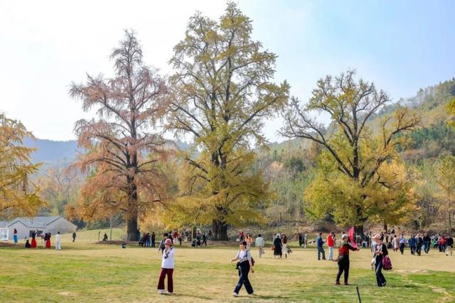 黄都黄了，不如来银杏谷走走