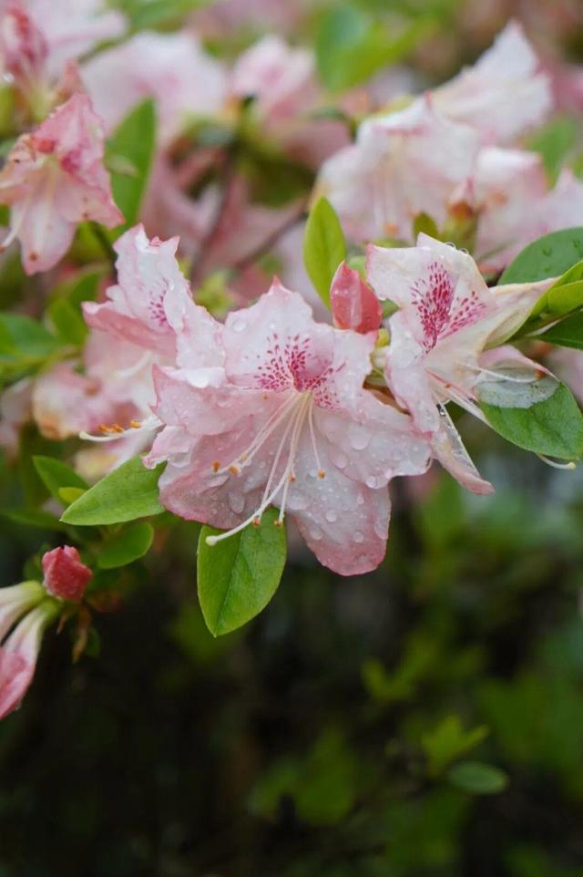 开了！开了！福州开了成片杜鹃花海！快上鼓岭