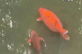 趵突泉“猪鲤”别吃了！图片