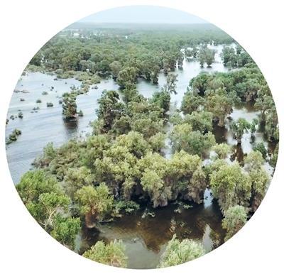 为金色胡杨撑起保护伞