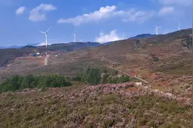 乌蒙大草原景区：4万亩杜鹃初绽，赏花季与你相约图片