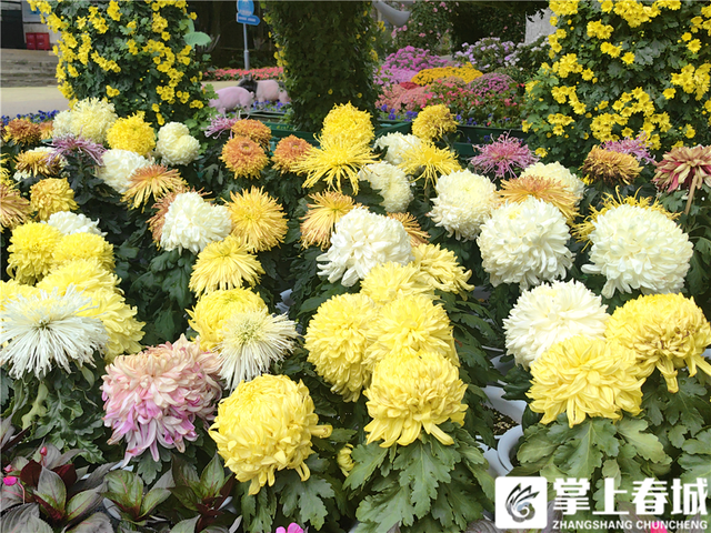 国庆有惊喜！昆明动物园萌兽身上“长花”啦，打卡走起！