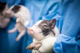 记者手记｜异种器官移植离实用还有多远图片