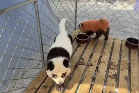 “我是小熊猫，骗你我是狗”！动物园回应用染色狗扮演熊猫图片